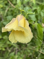 Hibiscus dongolensis