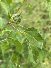 Hibiscus dongolensis