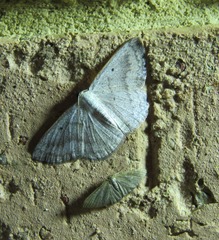 Plectoneura argostola