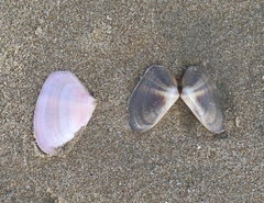 Latona cuneata