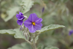 Solanum chippendalei