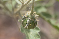 Solanum chippendalei