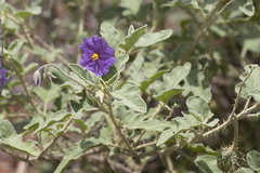 Solanum chippendalei
