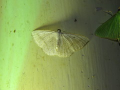 Plectoneura argostola
