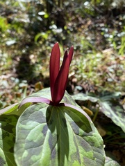 Trillium kurabayashii