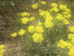 Eriogonum flavum