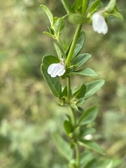 Justicia protracta protracta