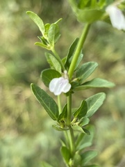 Justicia protracta protracta