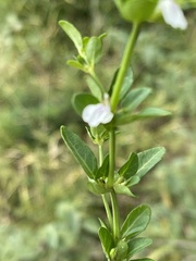 Justicia protracta protracta