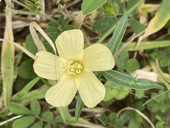 Hibiscus palmatus