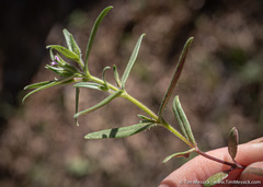 Microsteris gracilis