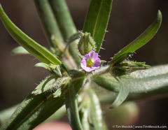 Microsteris gracilis