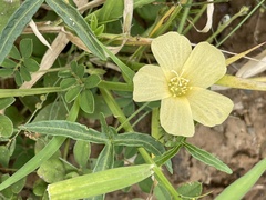 Hibiscus palmatus