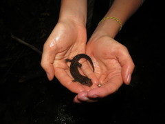 Desmognathus amphileucus