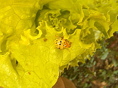 Psyllobora dissimilis