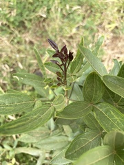 Thilachium africanum