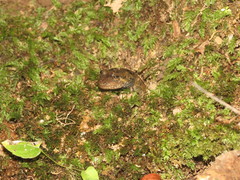 Desmognathus amphileucus