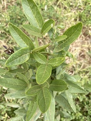 Thilachium africanum