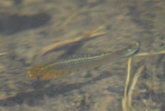 Poecilia latipinna