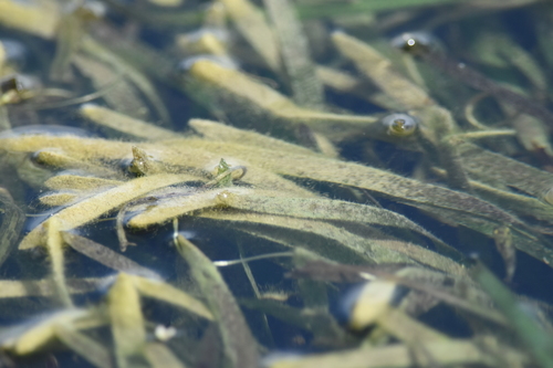 Vallisneria americana
