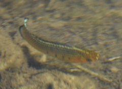 Poecilia latipinna