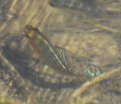 Poecilia latipinna