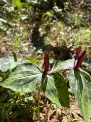 Trillium kurabayashii