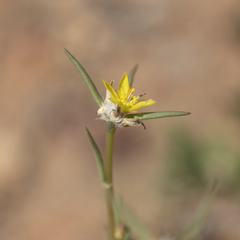 Portulaca filifolia