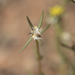 Portulaca filifolia