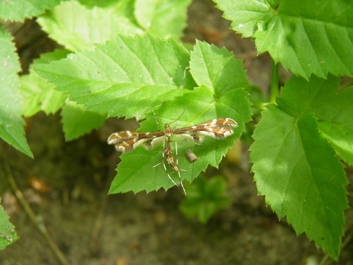 Žiognaginis pirštasparnis