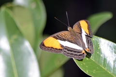 Adelpha cytherea