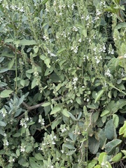 Isoglossa glandulosissima