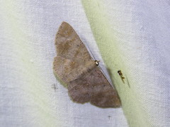 Petelia medardaria