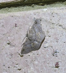 Petelia medardaria