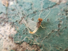 Procloeon rufostrigatum