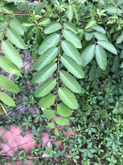 Averrhoa carambola