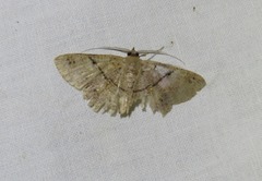 Petelia medardaria