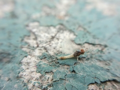 Procloeon rufostrigatum