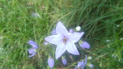 Solanum amygdalifolium