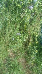 Solanum amygdalifolium