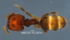 Pheidole clementensis