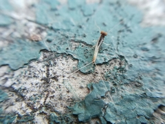 Procloeon rufostrigatum