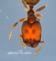Pheidole clementensis