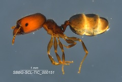 Pheidole clementensis