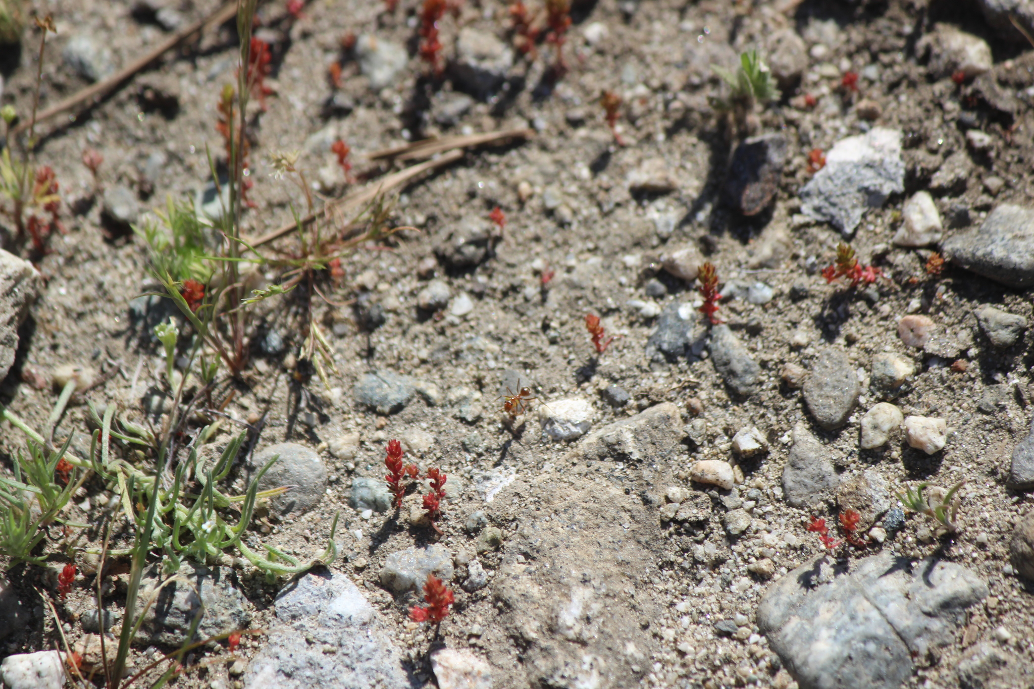 Myrmecocystus wheeleri
