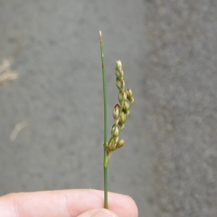Juncus imbricatus