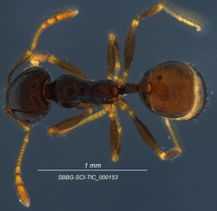 Pheidole clementensis