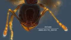 Pheidole clementensis