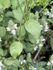 Isoglossa glandulosissima
