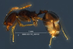 Pheidole clementensis